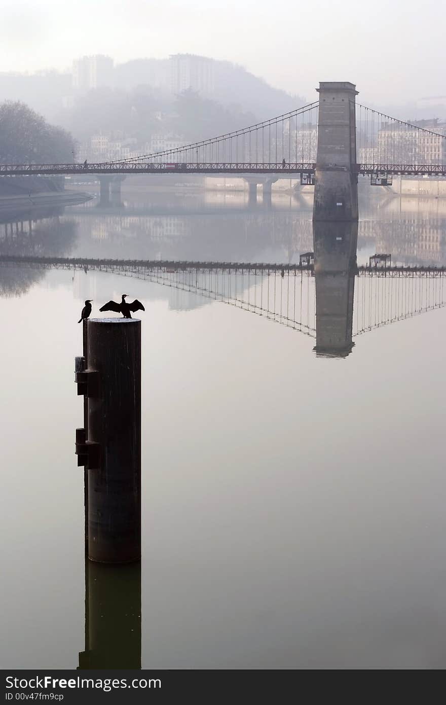 Cormorants next to Masaryk bridge over the Saone in Lyon. Cormorants next to Masaryk bridge over the Saone in Lyon