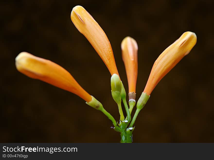 Bignoniacee pyrostegia (buds) on a black background