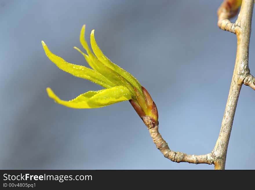 Glowing backlight young spring leaves on natural grey sky background