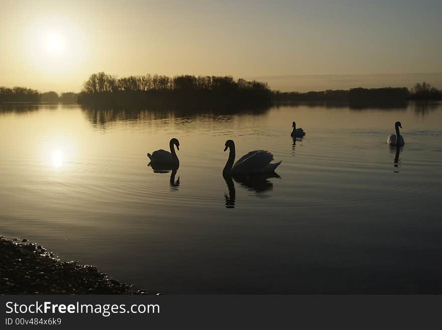 Four white swans on a lake at dawn. Four white swans on a lake at dawn