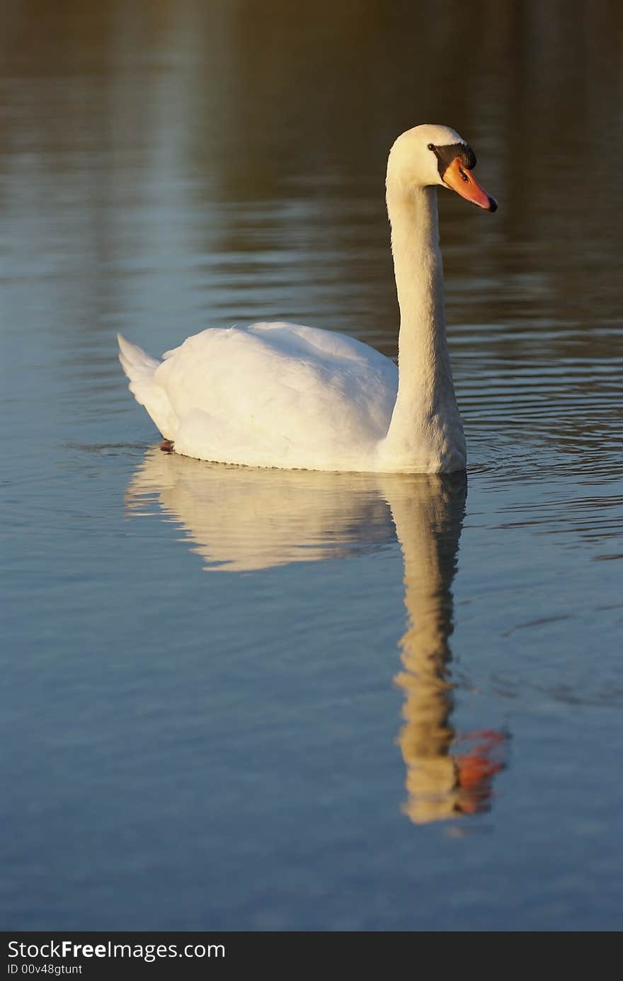 Reflection with a swan on a dark lake