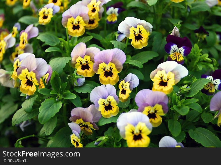 Pind and yellow flowers in the garden