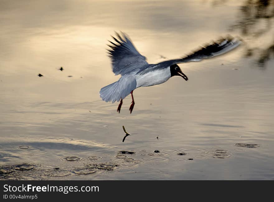 Sea gull walking on water