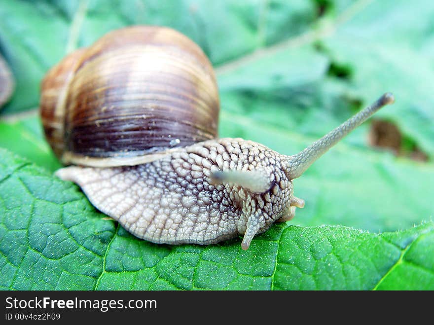 Grape snail Helix pomatia on a leaf