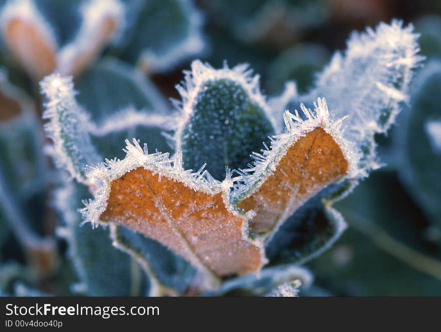 Leaves with Ice Slush