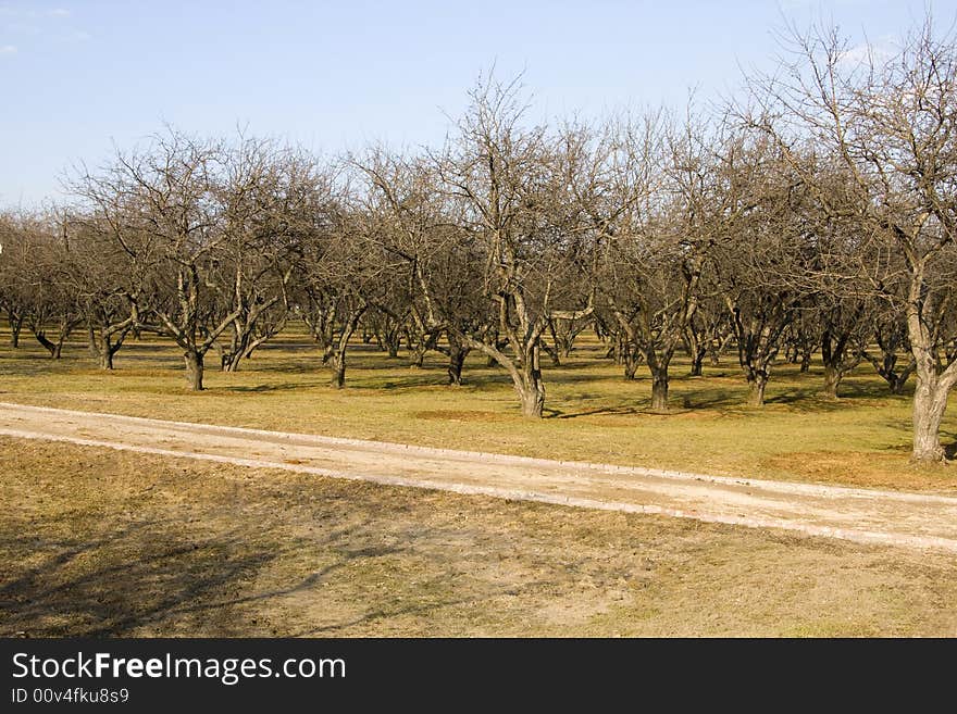 Trees on a field