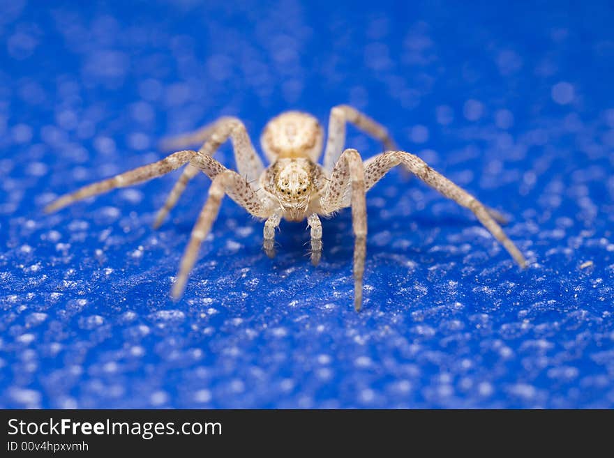 Spider on blue background