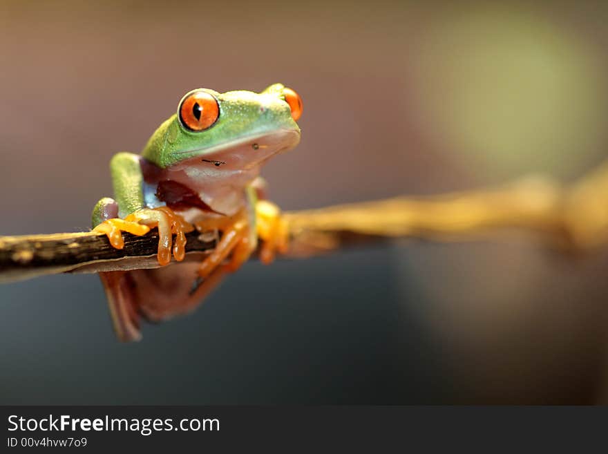 Red eyed tree frog