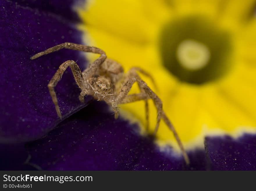 Sac Spider On Purple Primrose