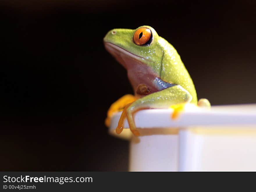 Image of a red eyed tree frog-agalychnis callidryas