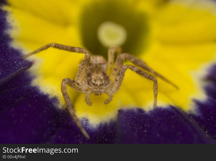 Sac spider on primrose