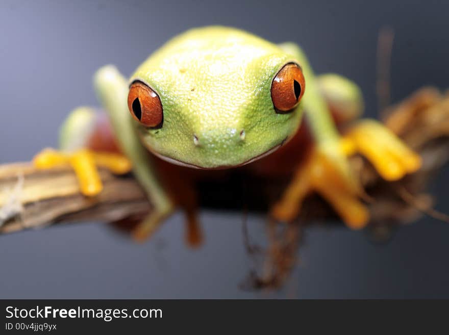 Image of a red eyed tree frog-agalychnis callidryas