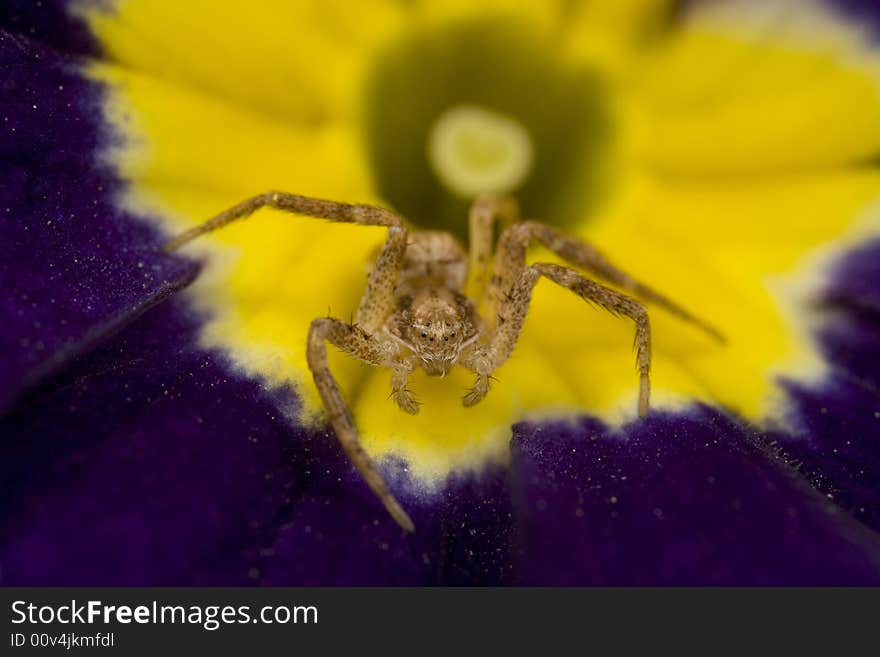 Sac spider on primrose