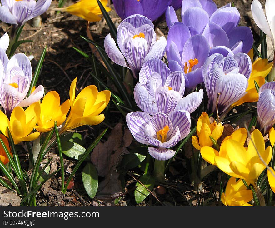 Stand of mixed colors of spring crocus emerging from flower bed.