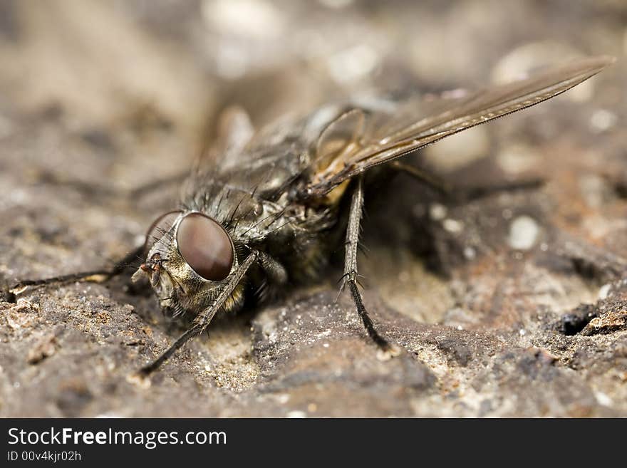 Closeup of a fly on wood. Closeup of a fly on wood