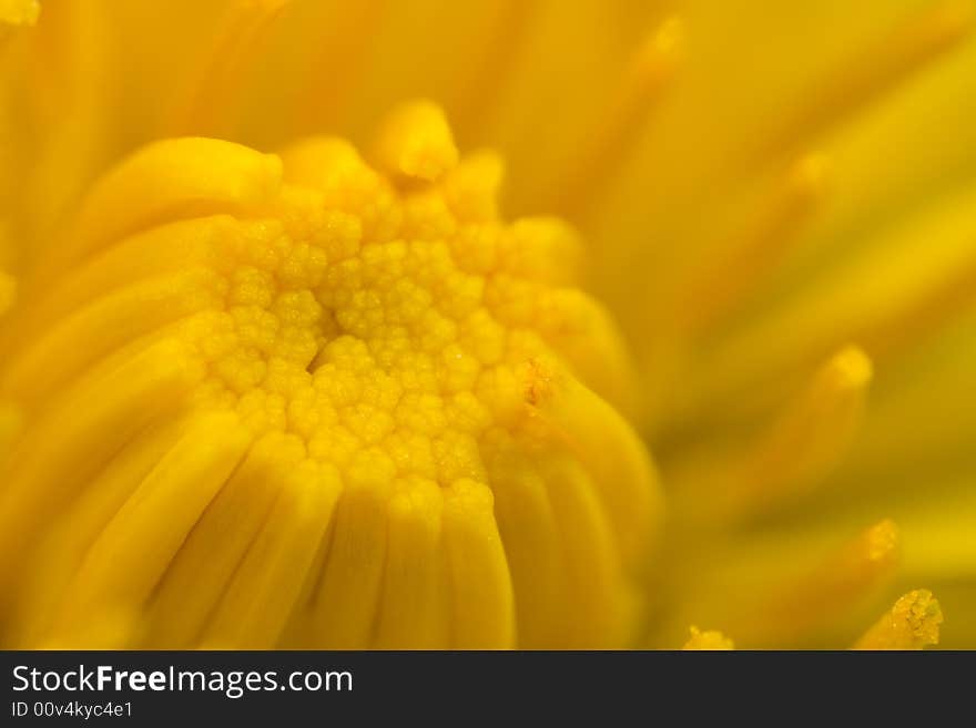 Extreme closeup of dandelion