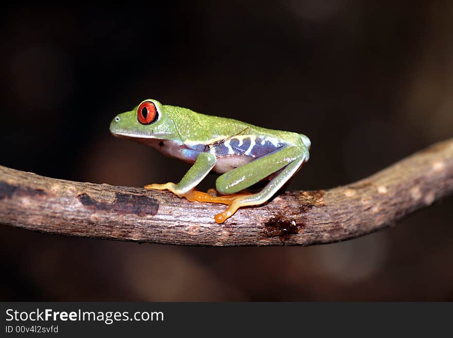 Red eyed tree frog