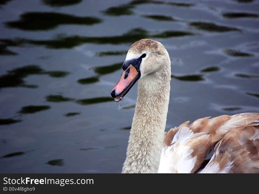 Close up of a young swans head