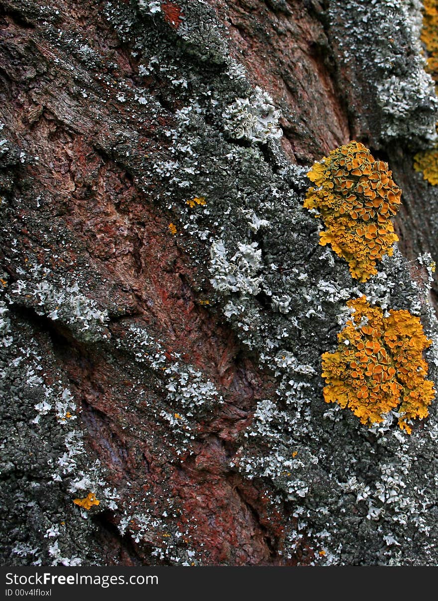 Tree bark texture with moss