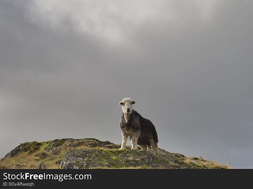 Herdwick sheep