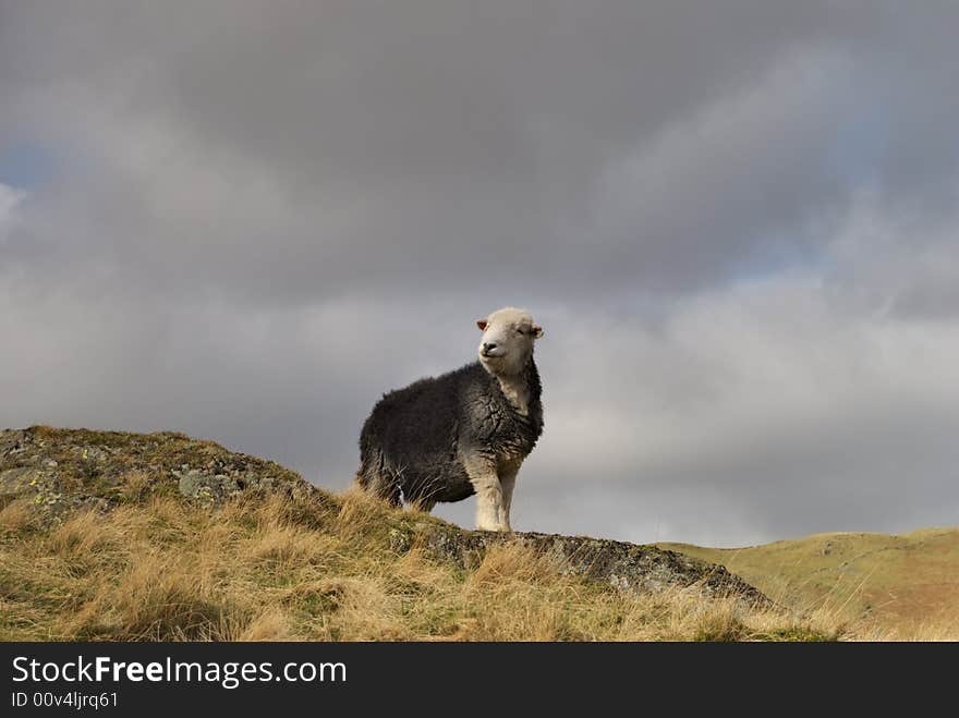 Herdwick sheep