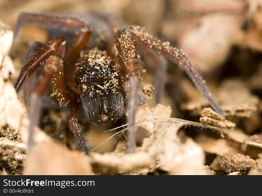 Hacklemesh Weaver Spider