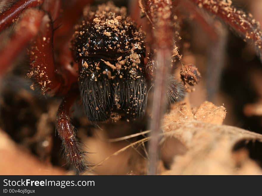 Hacklemesh Weaver Spider Portrait