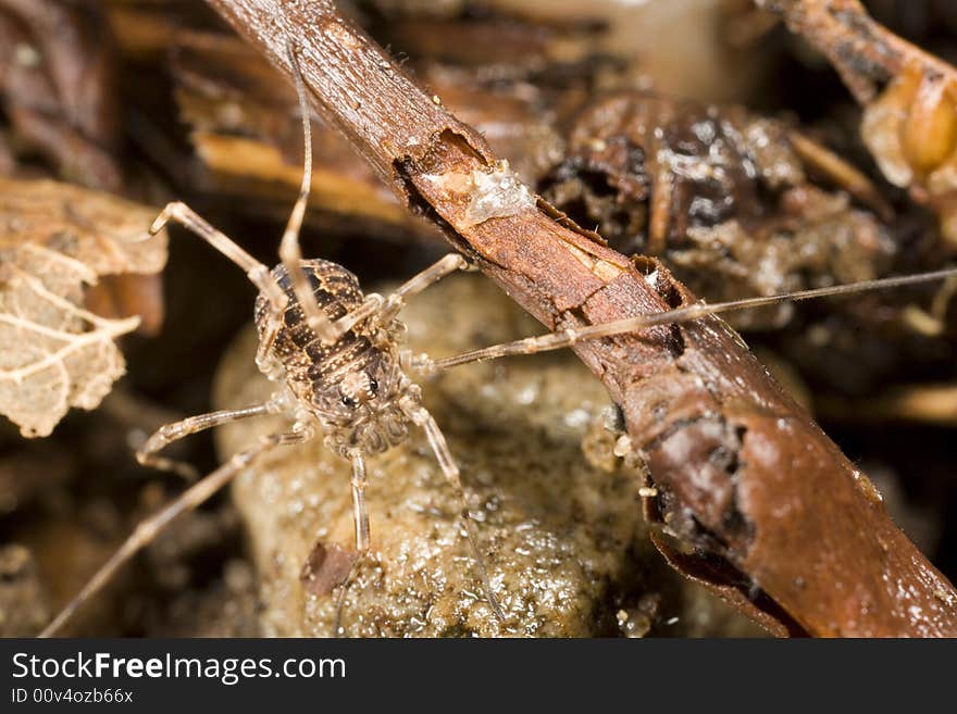 Closeup of harvestman found in Pacific Northwest