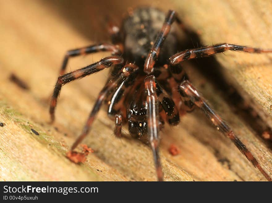 Cybaeus spider found in the Pacific Northwest