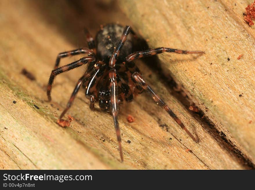 Cybaeus spider found in the Pacific Northwest