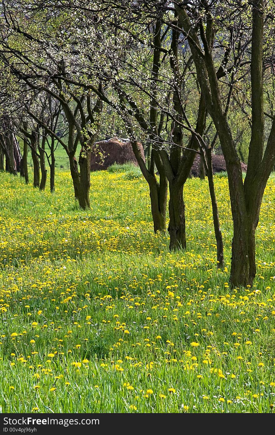 A apple fruit orchard field in the spring. A apple fruit orchard field in the spring