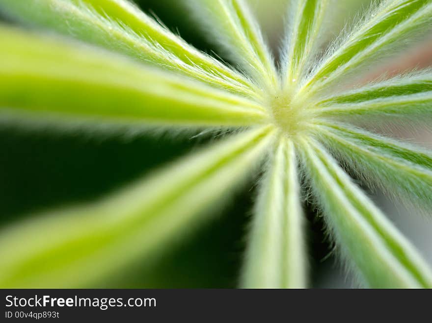 Macro closeup shot of leaves