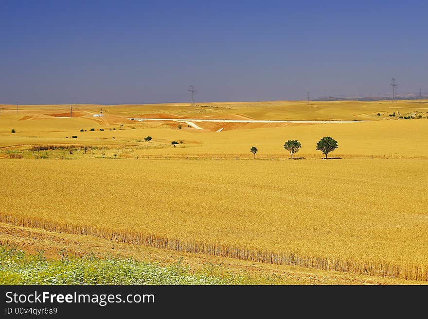 Israel. Norten part of desert Negev. Israel. Norten part of desert Negev.