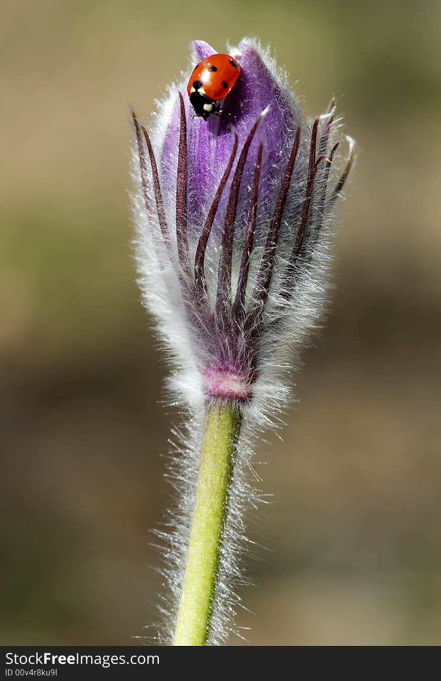 Insect on a spring flower of a crocus. Insect on a spring flower of a crocus