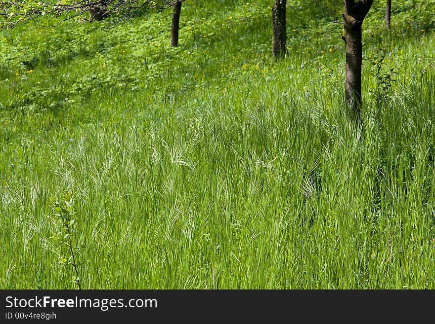 A field of grass in the orchard in the spring month april