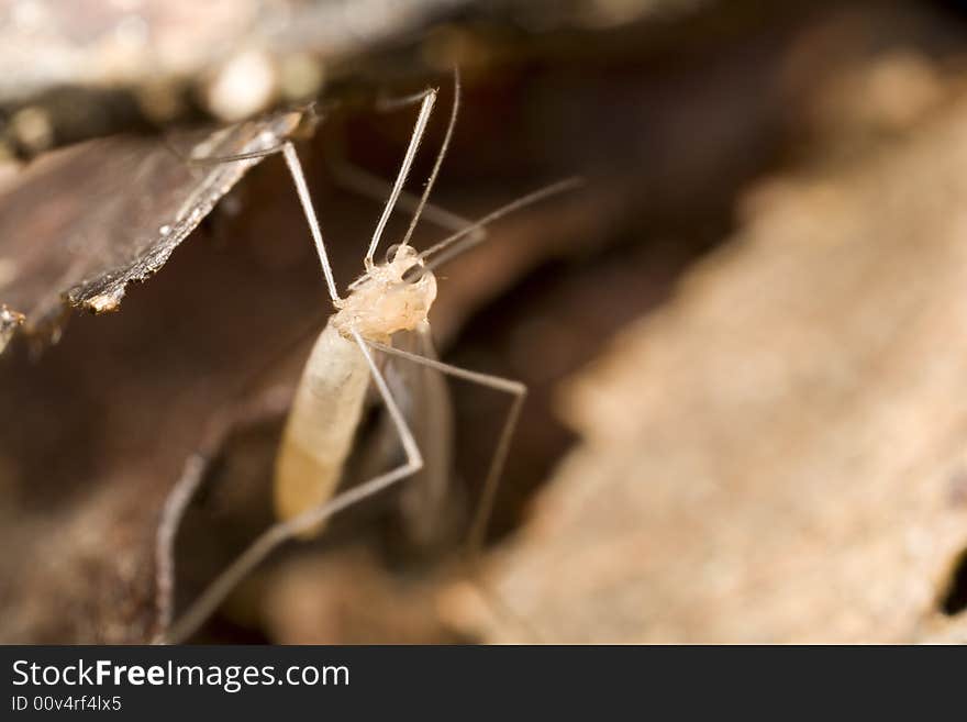 Juvenile midge