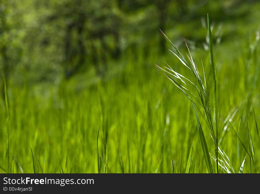 A single piece of grass macro and focus in the field of grass