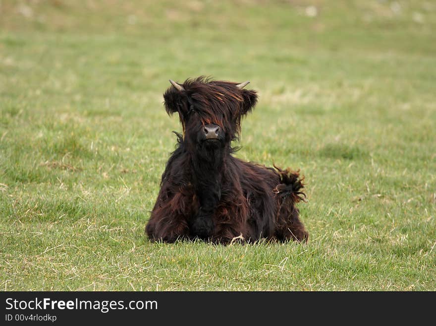 Highland cow calf, near Ballater, Royal Deeside, Scotland