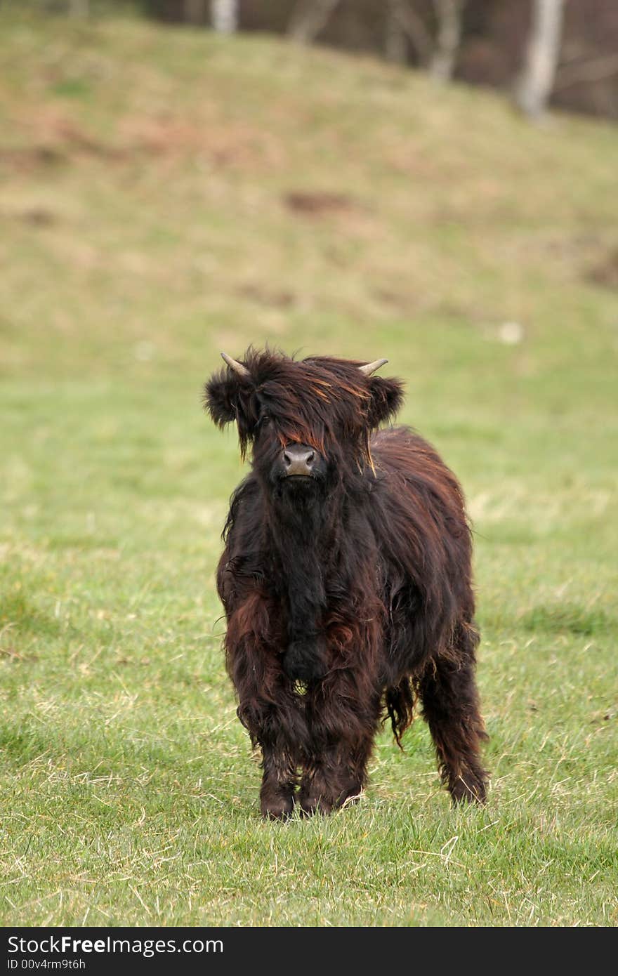 Highland cow calf, near Ballater, Royal Deeside, Scotland