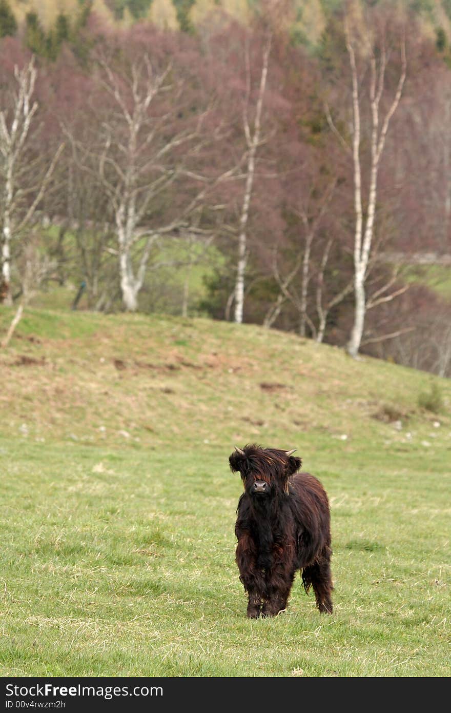 Highland cow calf, near Ballater, Royal Deeside, Scotland