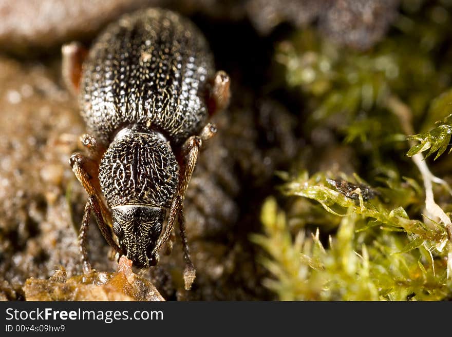 Weevil on forest floor