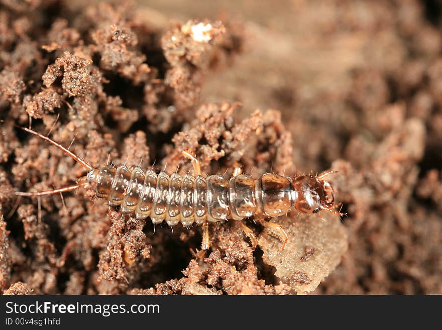 Beetle larva, most likely an immature rove beetle