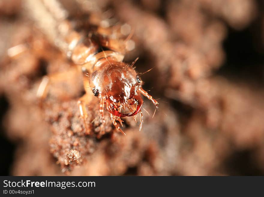 Beetle larva, most likely of a type of rove beetle