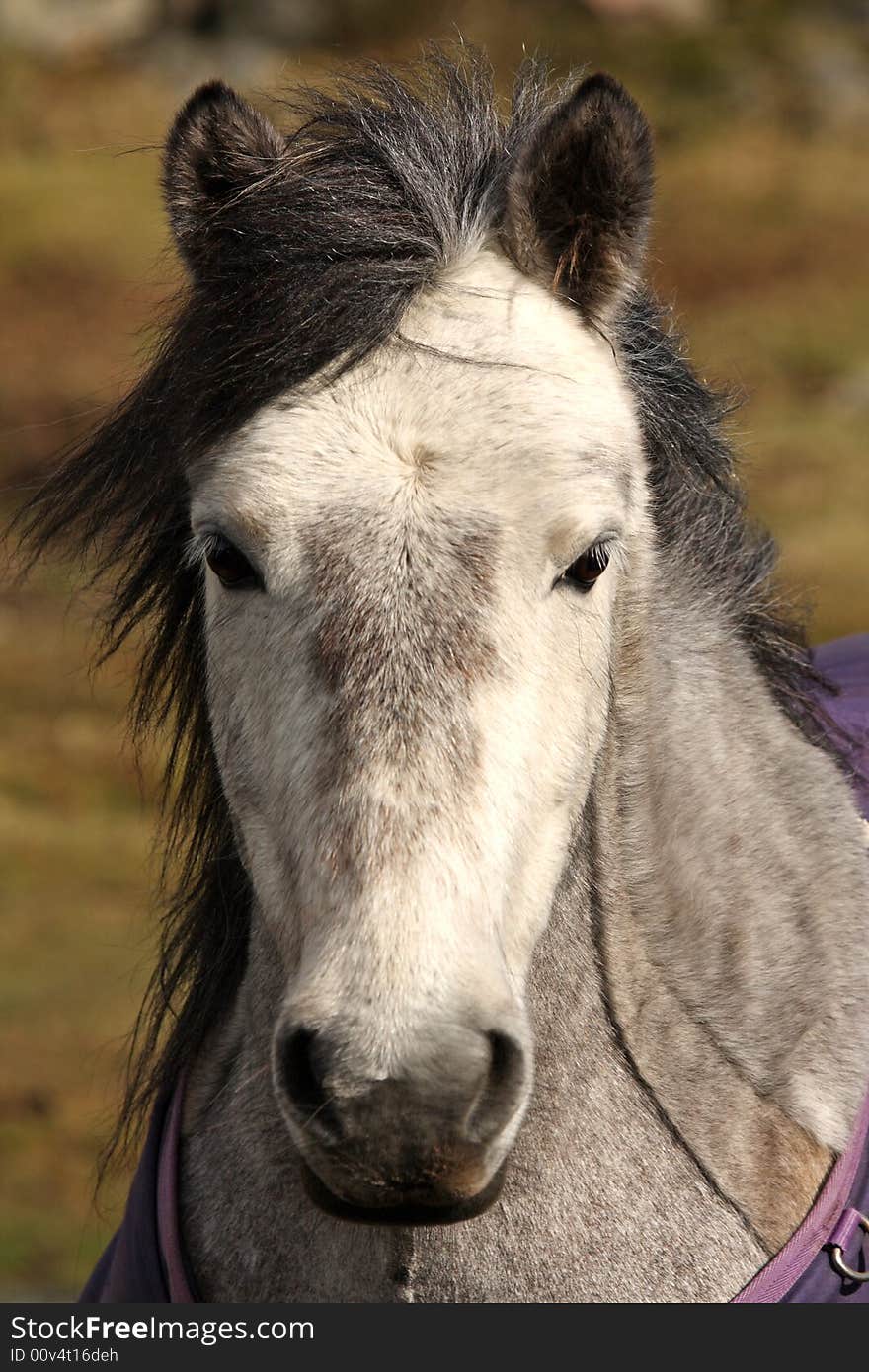 Horse Portrait