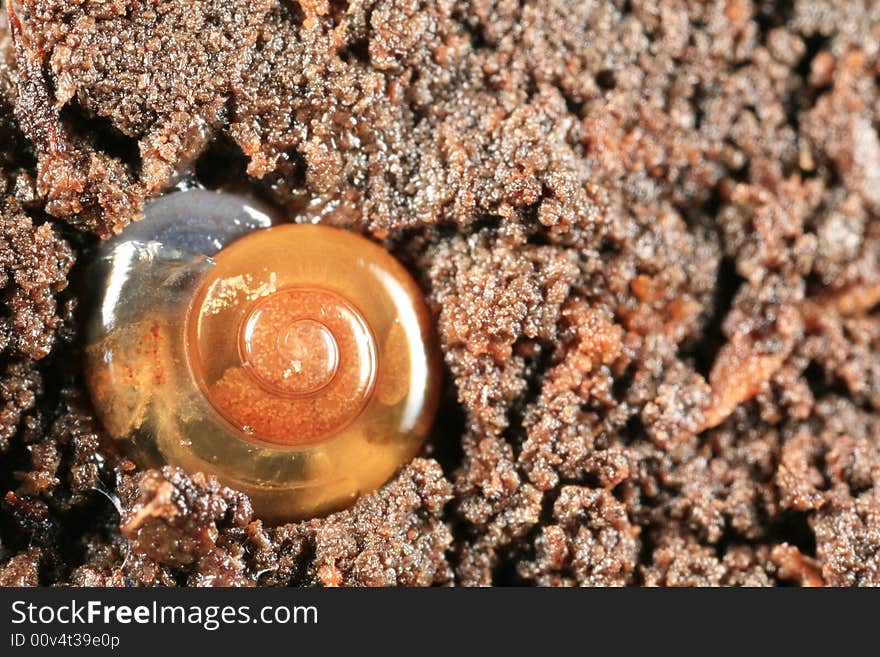 Shiny snail encrusted in soil