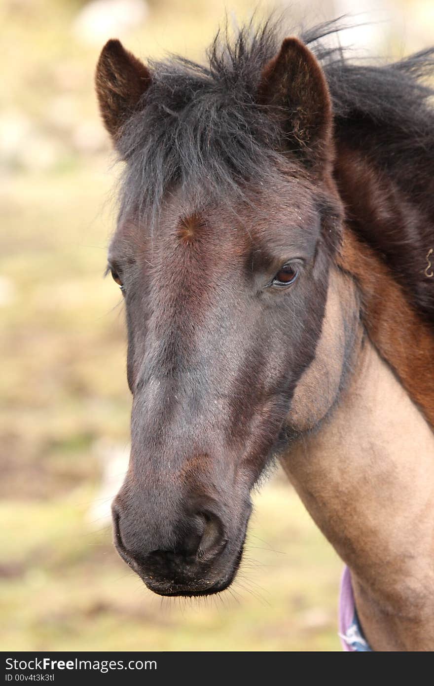 Horse Portrait