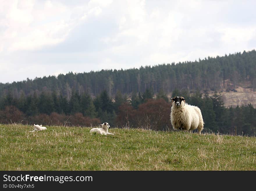 Sheep and Lambs in Royal Deeside, Scotland