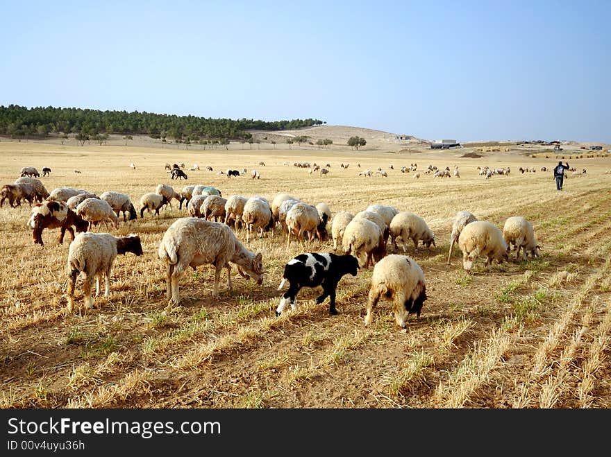 Sheep at front and young shepherd at background