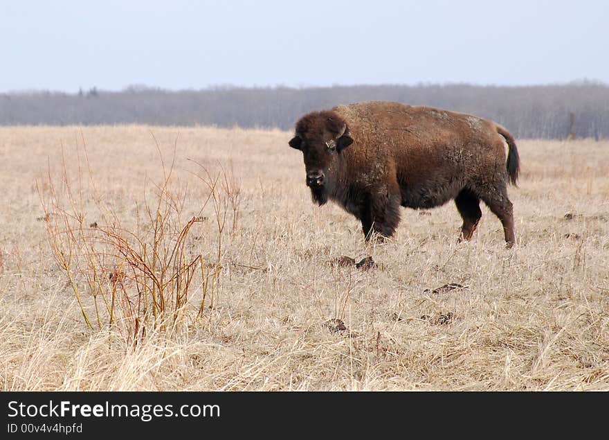 Bisons eating grass on the farm and staring at me