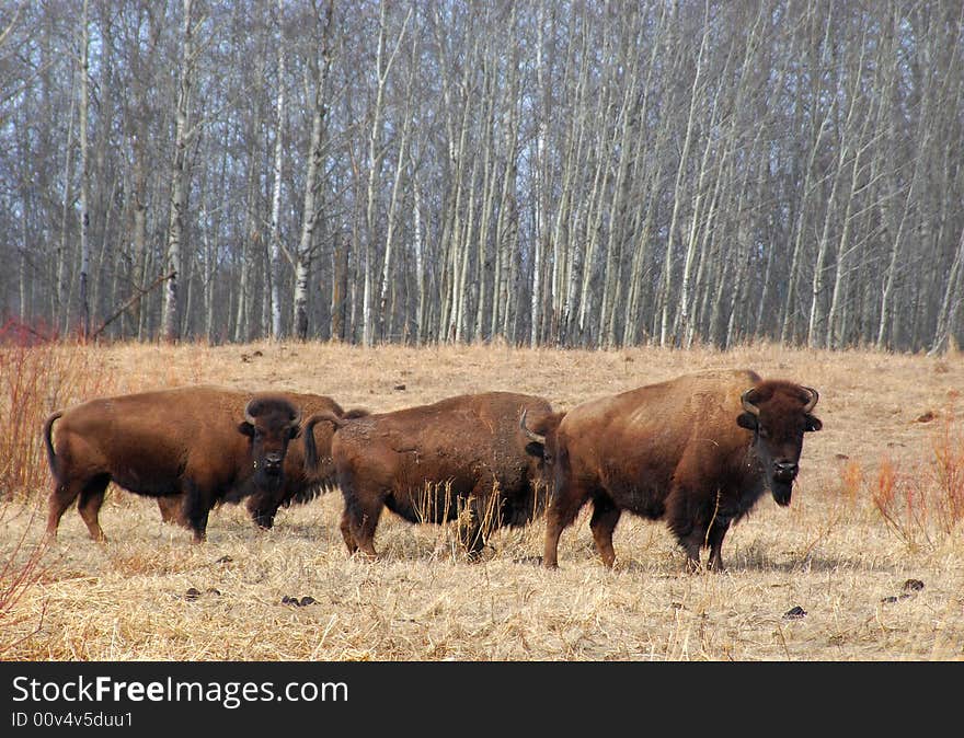 Bisons eating grass on the farm and staring at me